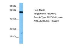 PLEKHF2 Rabbit anti-Human, Polyclonal, Novus Biologicals 0.1 mL | Buy Online | Novus Biologicals | Fisher Scientific